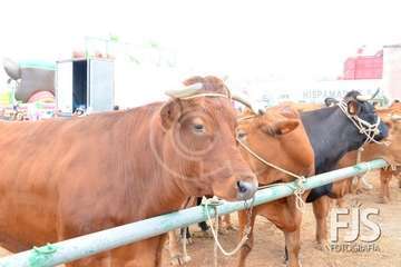 Los Llanos de Telde, en el día grande de sus fiestas patronales de 2019 (Foto Francisco Javier Santana)